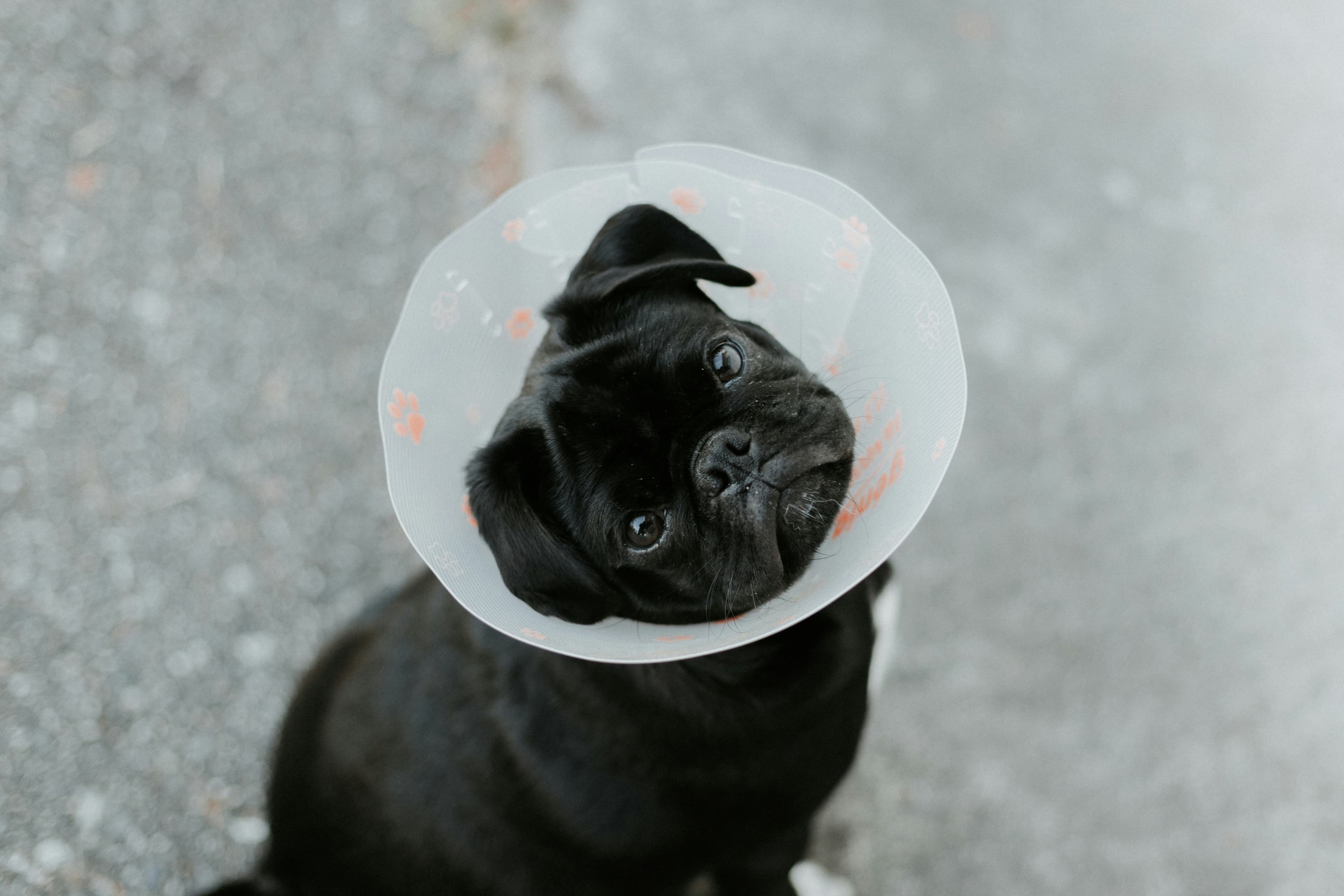 Puppy with recovery cone